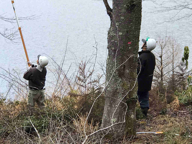 土師ダム桜木手入れ（枝の切除）